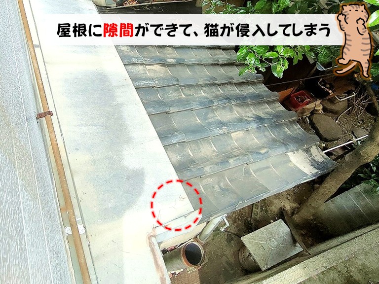 和泉市屋根に隙間ができて、猫が侵入してしまう　　